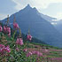Fireweed
